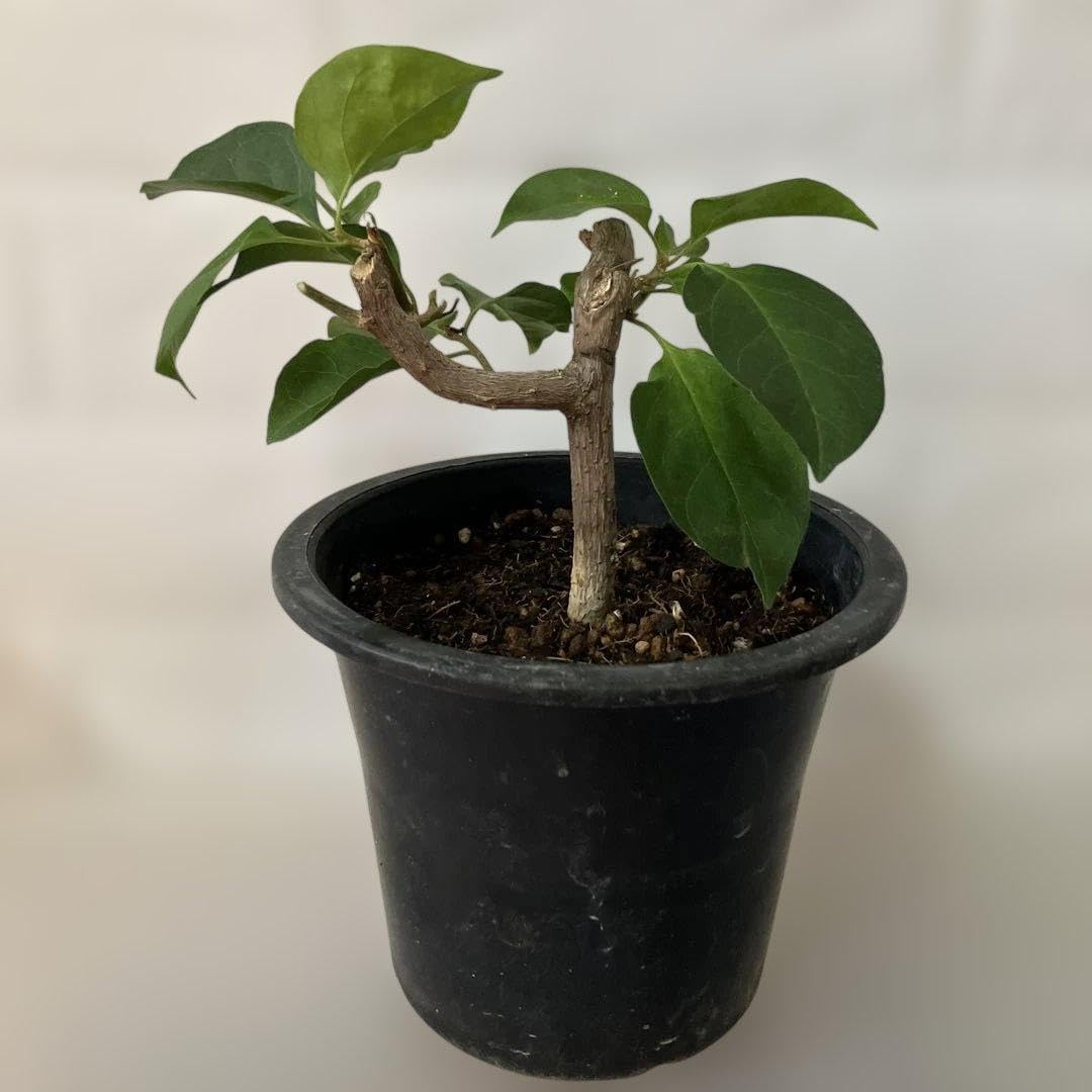 ブーゲンビリア 鉢植え 発根済み