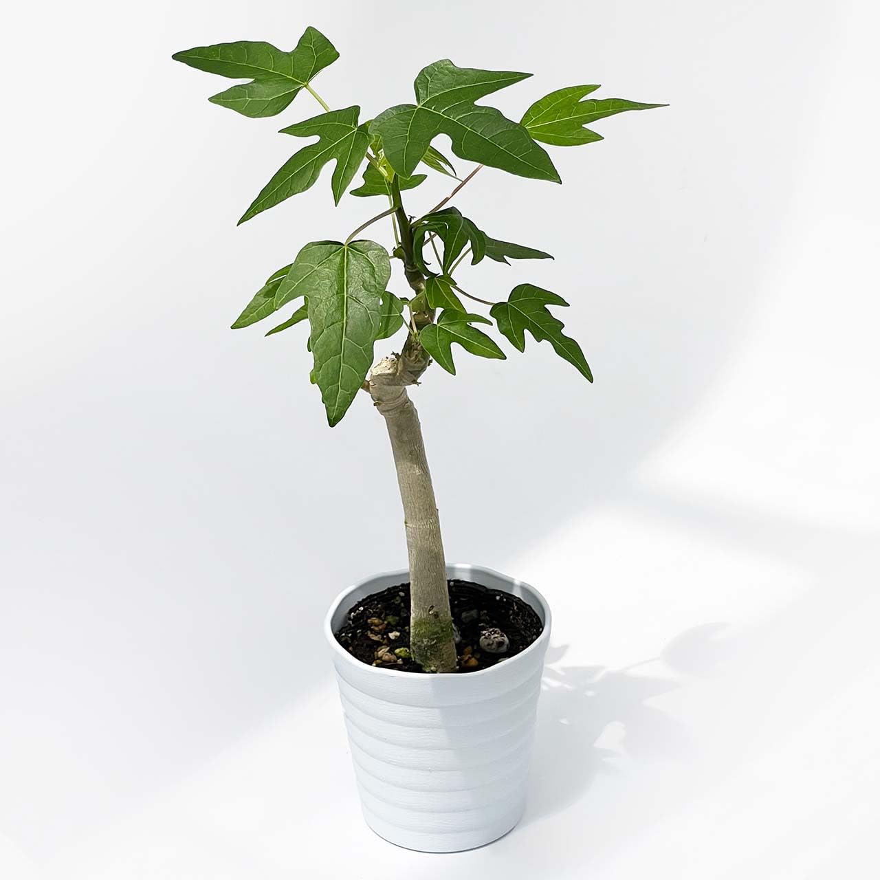 育てやすい観葉植物 観葉植物 鉢植え 販売 苗 苗木 鉢植え 育てやすい観葉植物 観葉植物 鉢植え 販売 苗 苗木 鉢植え