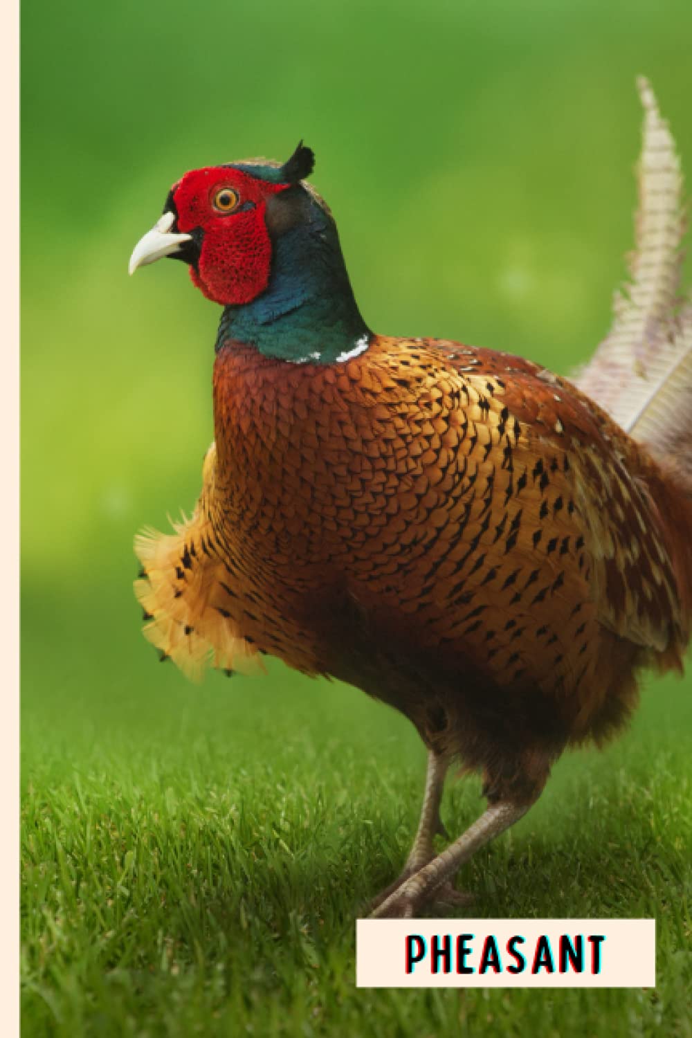 Pheasant: Composition Notebook For Pheasant Lovers , Pheasant Lined Journal ,6x9 Inches , 110 Pages ,Pheasant Diary