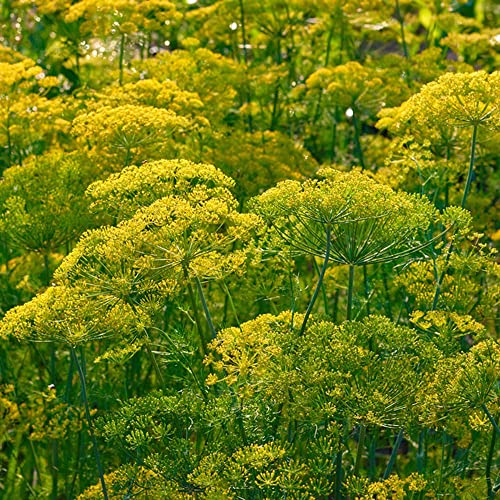 semi di aneto perenni resistenti - decorative di vecchie varietà, per ufficio, 50pcs
