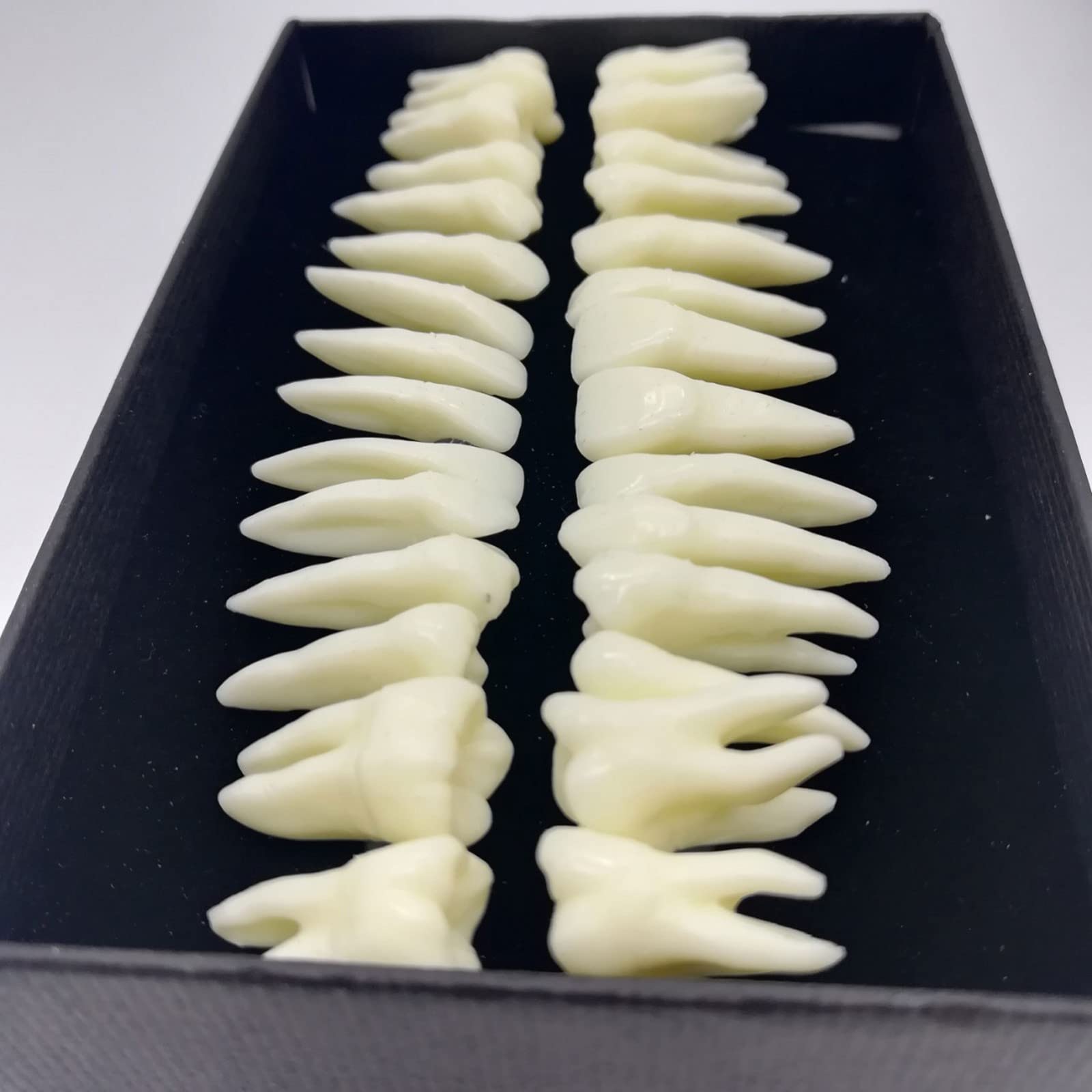 Xiaoxu 28 Pezzi 1:1 Dimostrazione Dentale Denti permanenti Modello didattico Studio Implantologia Dentale Prodotto per la Pratica odontoiatrica