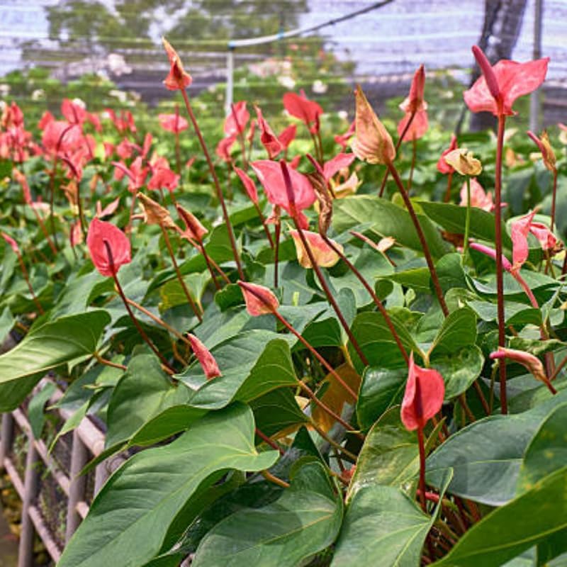 Anthurium Flamingo Flower Plant, Pink Anthurium Plant Live in 4 Inch Pot, Air Purifying Flowering Indoor Houseplant, Home, Room, or Office Décor, Easy to Grow