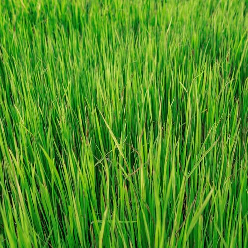 Green Manure Winter Rye Seeds Revitalises Poor Soil Naturally Ideal for Over-wintering Hardy Annual for Your Beautiful Garden