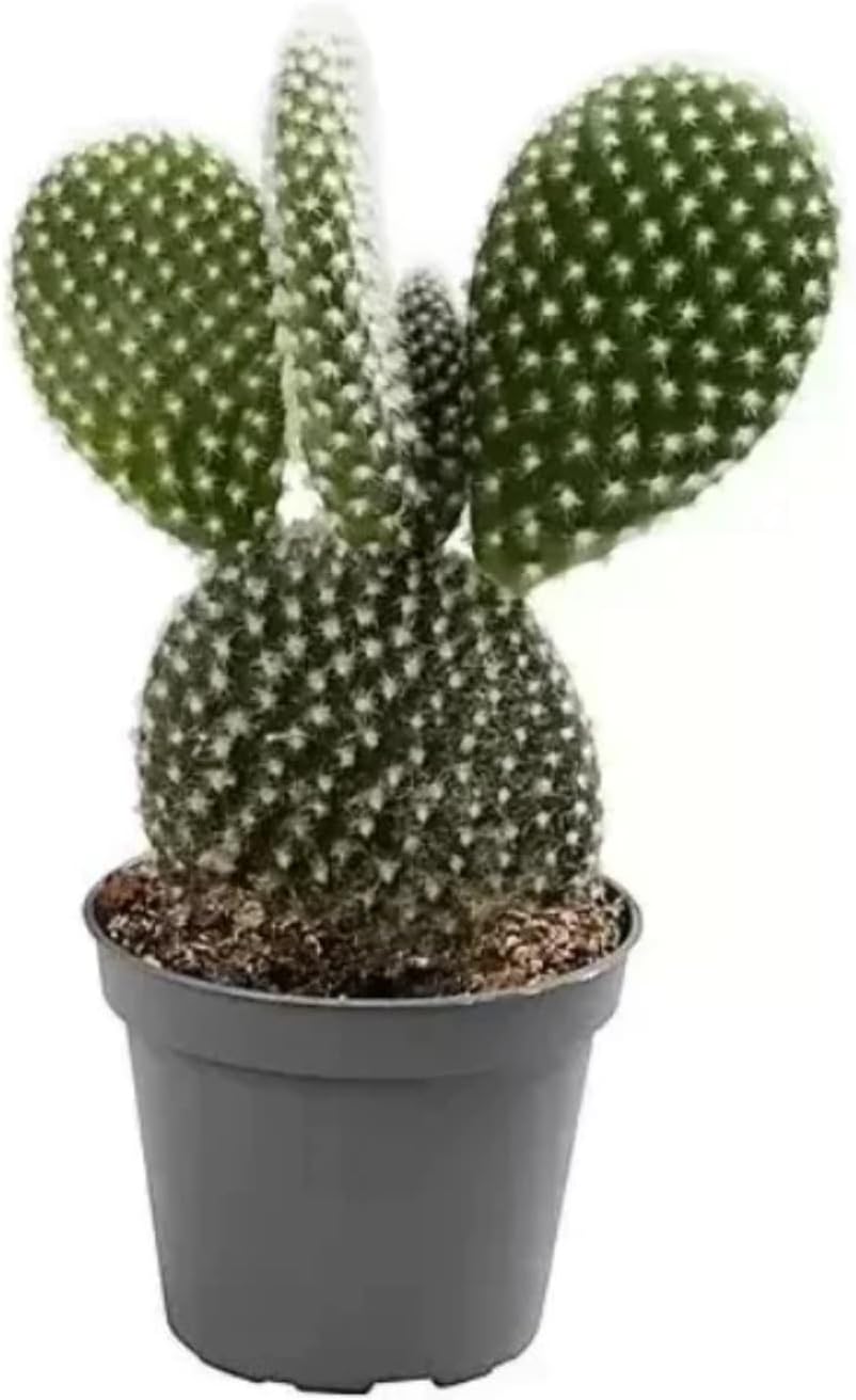 Cactus Opuntia Bunny Ears - Prickly pear ad Succulent Cacti in 10,5 cm Pot
