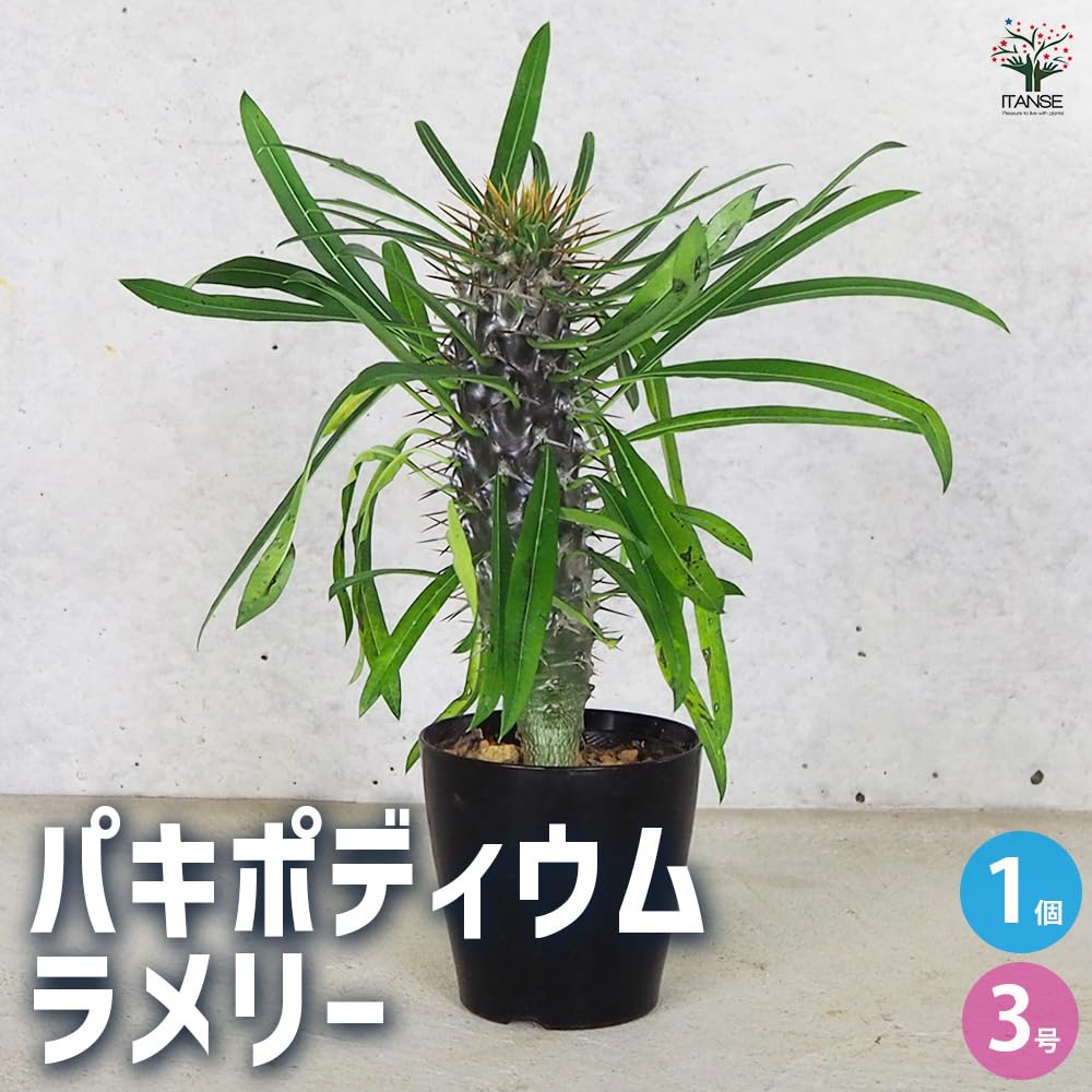 Amazon.co.jp: ITANSE パキポディウム ラメリー 3号 1個売り