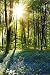 Merchandise 24/7 Forest Sunrise Poster (24"x36")