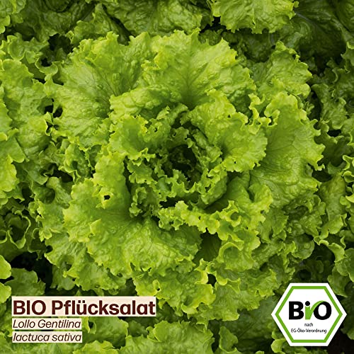 Samenliebe BIO Pflücksalat Samen Lollo Gentilina Grün 500 Samen samenfestes Gemüse Saatgut für Gewächshaus Freiland und Balkon BIO Gemüsesamen - Image 3