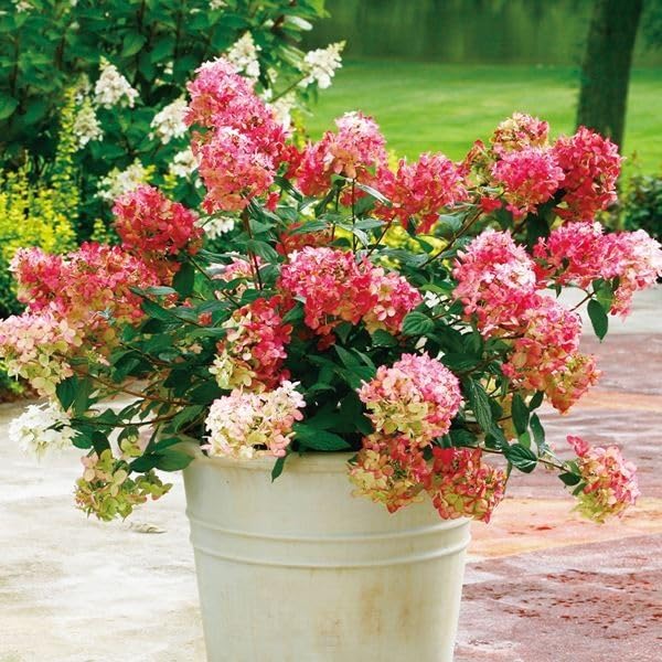 Amazon.co.jp: ノリウツギ 苗 苗木 ファイヤーライトPVP 1株 / 糊空木