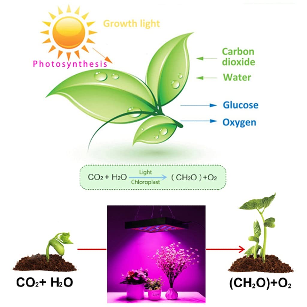 50W LED Crece La Luz,Cobertura de 3x3 Pies Luces de Cultivo de Espectro Completo,para Plantas Hidropónicas de Interior,Lámparas de Cultivo de Invernadero