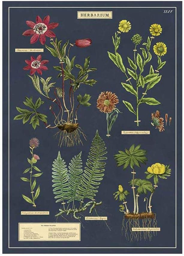 Cavallini & Co. Decorative Paper Sheet 20"x28"- Herbarium