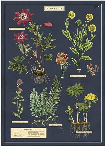 Cavallini Herbarium Wrapping Paper Poster