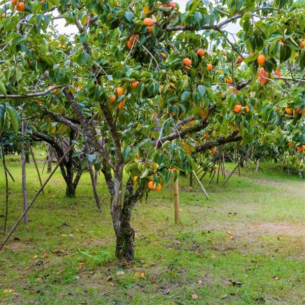 American Persimmon Tree, 2ft, Produces Lots of Fruit