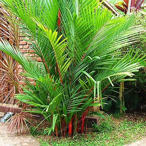Kasuki 10 Pcs/Bag Lipstick Palm Cyrtostachys Renda Tree Bonsai Red Sealing Wax Palm Bonsa Pot Plant for Home Garden Flower Garden Plant