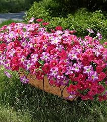 10 Gradient Fuchsia, 10 Fuchsia