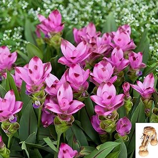 1pcs Ginger Lotus Bulbs Ginger Lily Bulbs Ginger Bulbs Flower for Planting Curcuma alismatifolia Gagnep (red)