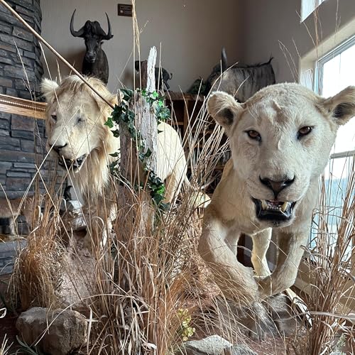 Lion Hunting Technicalities