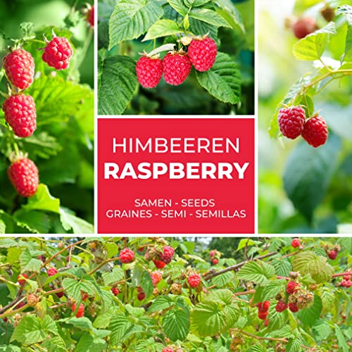 Himbeere Rot - ca. 50 Samen/Pack - Rubus idaeus - frosthart/mehrjährig