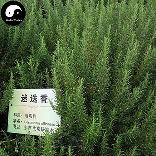 Buy Rosmarinus Officinalis Tree Seeds 60pcs Plant Rosemary Tree Mi Die Xiang