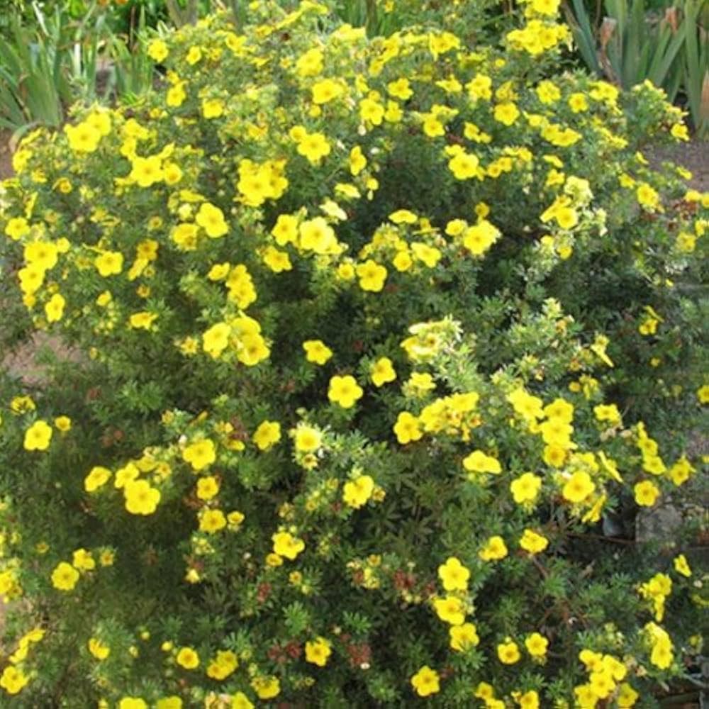 Image of Potentilla goldfinger in a garden setting