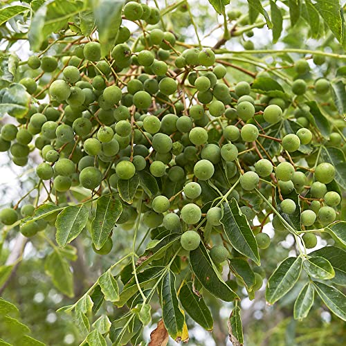 Neem Tree Seeds 30 Bonsai Tree Seeds Kamerplanten Neem Tree Plant Verhoogde bedden voor tuin Bonsai Pot Winterharde planten voor tuin Balkonplanten - Afbeelding 4