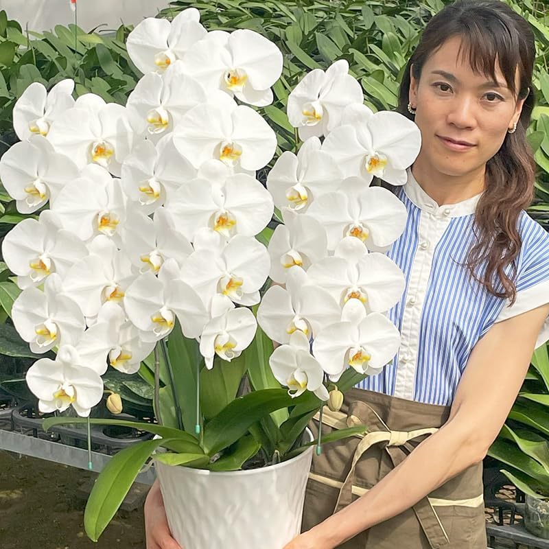 8月入荷 100粒+ チャメドレア ラディカリス 種 種子 証明書あり