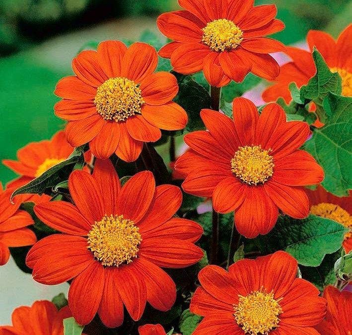 Tithonia Flower Seed | Mexican Sunflower Seeds for Home Garden (Multicolour) (B09ZJ3MCHN) Amazon Price History, Amazon Price Tracker