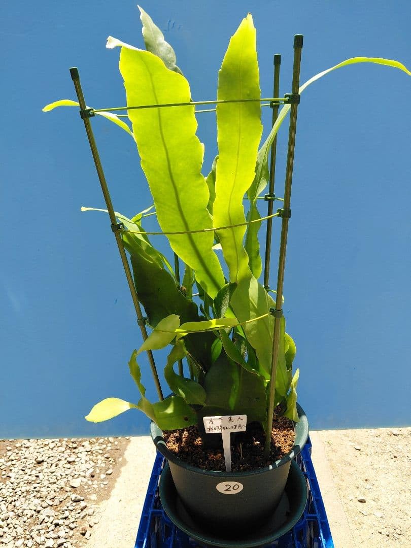 観葉植物 3月22日 最新写真11枚目に追加月下美人 1 支柱 ポット付き