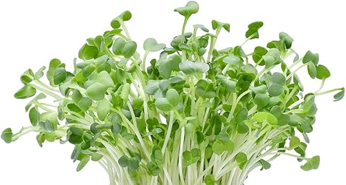 Miniatura 2 de Microgreens Trio - Semillas de alfalfa, rábano, amaranto rojo - 600 semillas en total, 200 de cada una