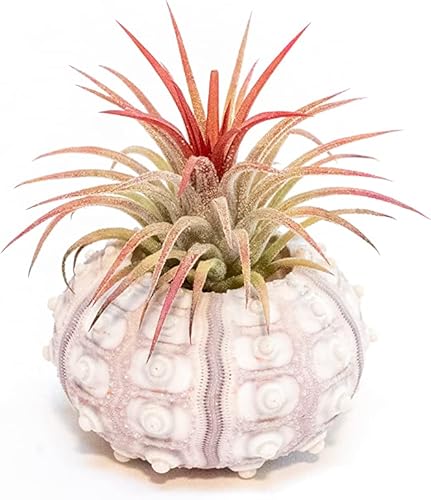 Miniatura 2 de Air Plant Shop Paquete de 3 erizos Sputnik con plantas de aire surtidas, al por mayor y a granel, suculentas, Tillandsia viva, plantas de interior y