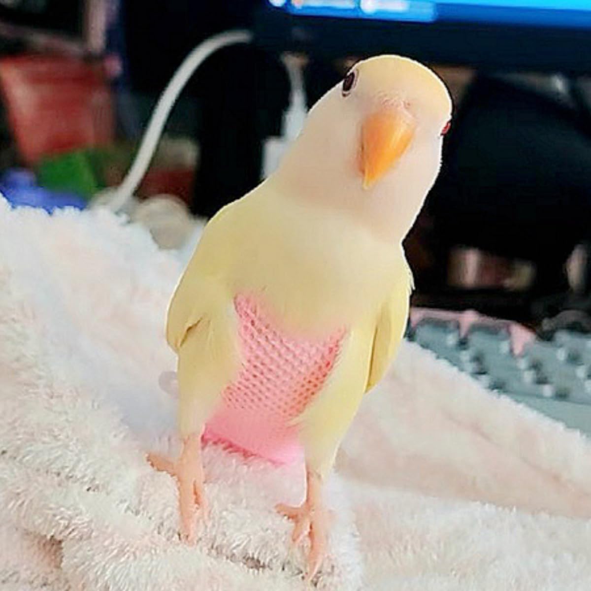 5 Pcs Summer Holey Style Bird Diaper Parrot Nappy Reusable Flight Suit with Waterproof Inner for Parakeet Cockatiel Macaw Budgie Lovebird Conure (Macaw)