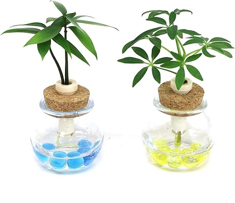 Amazon Co Jp 良縁を結ぶ梛 ナギ の木 と 傘の木 シェフレラ 2個セット 土なし 清潔 水やり簡単 セラハイト Diy 工具 ガーデン