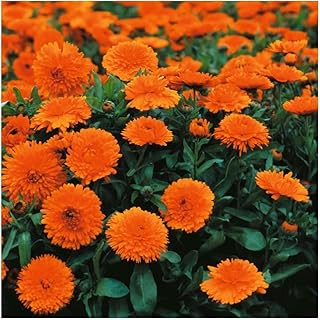 100 graines de Souci Double de jardin nain Orange Gitana - annuelles - 152