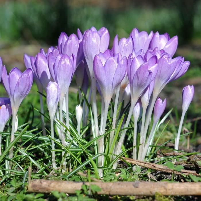 Image of IMP. Saffron | Crocus Excellent Quality Flower Bulbs for Attractive Aromatic Flowers Home Outdoor Gardening Plants Flowering Bulbs (pack of 12, Tommasinianus)