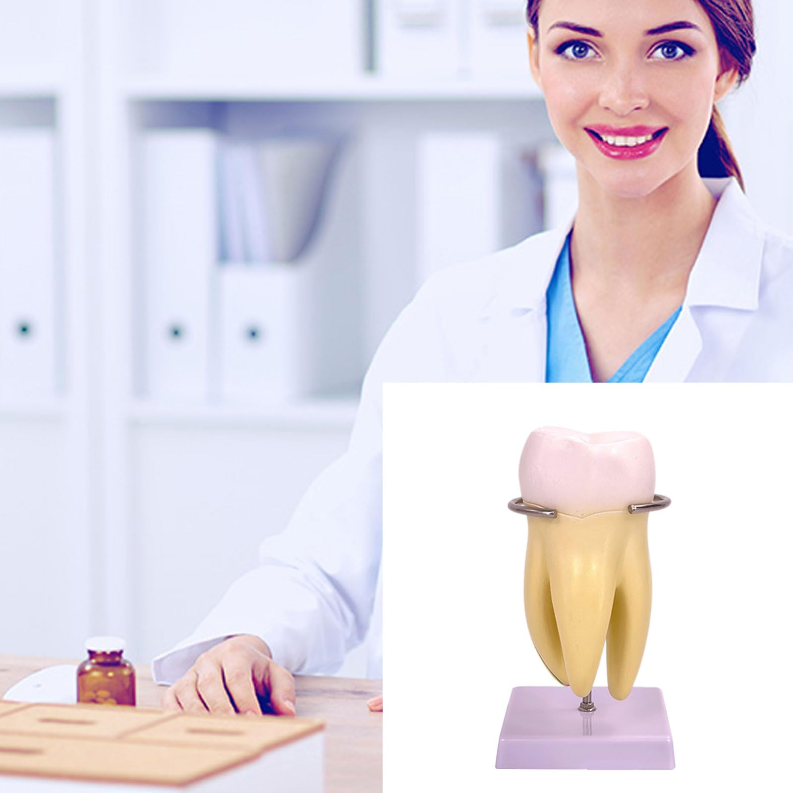 Model zębów trzonowych, zdejmowany model anatomii zębów do wyświetlania badań naukowych w warunkach medycznych i klinicznych, zęby zdejmowane zęby do edukacji pacjenta z numerami