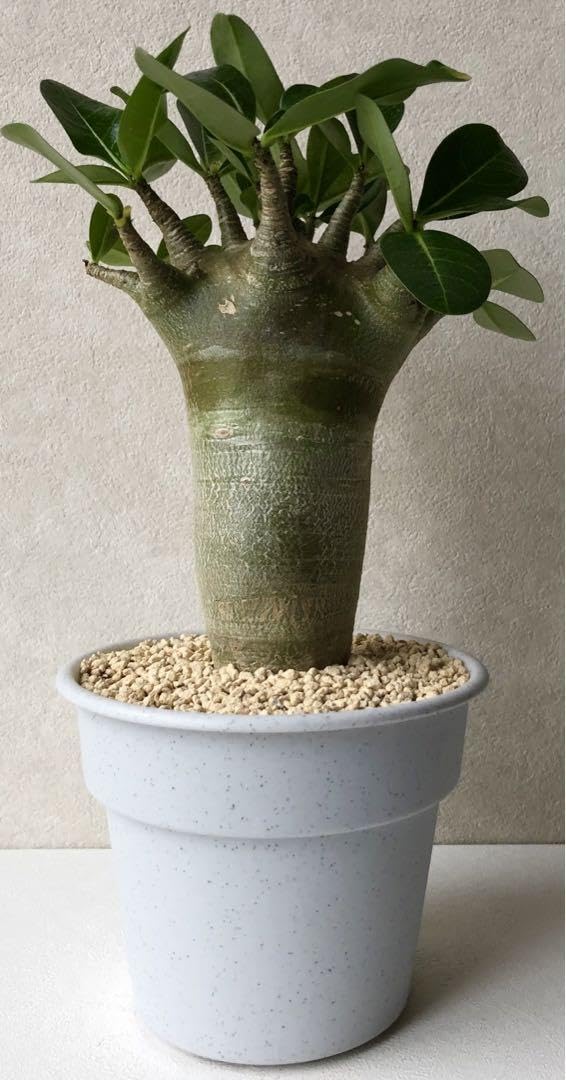 Amazon.co.jp: 塊根植物 アデニウム バオバブタイプ 鉢ごと発送