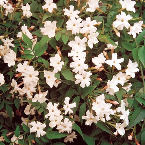1 JASMINUM OFFICINALE JASMIN COMMUN ARBUSTE À FEUILLES CADUQUES PLANTE DE JARDIN EN POT