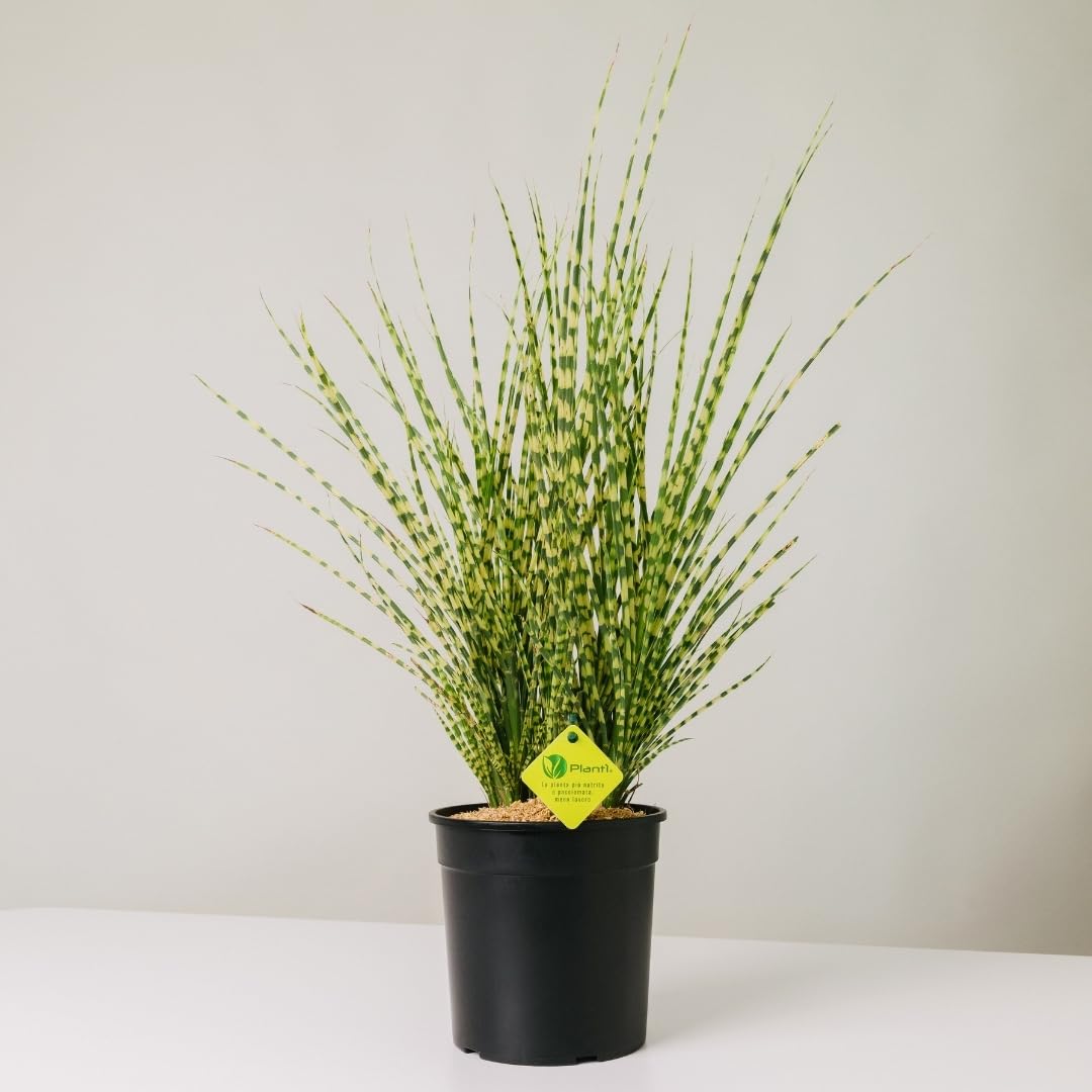MISCANTHUS – Pianta Ornamentale da Esterno, Miscanto Semisempreverde Ideale per Vaso e Giardino, Diametro Vaso 19 cm (Gold Bar)
