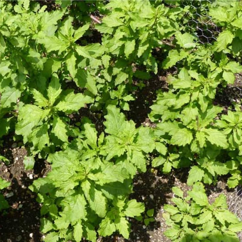 Miniatura 5 de Planta viva de epazote, planta de epazote en maceta de 4 pulgadas, hierba perenne de 6 a 10 pulgadas de alto para plantar al aire libre