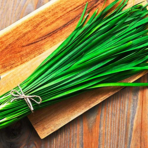 Gaea's Blessing Seeds - Garlic Chives Seeds (1.5G) Non-Gmo High Yield Open-Pollinated Heirloom Chinese Leek 90% Germination Rate #TOP1