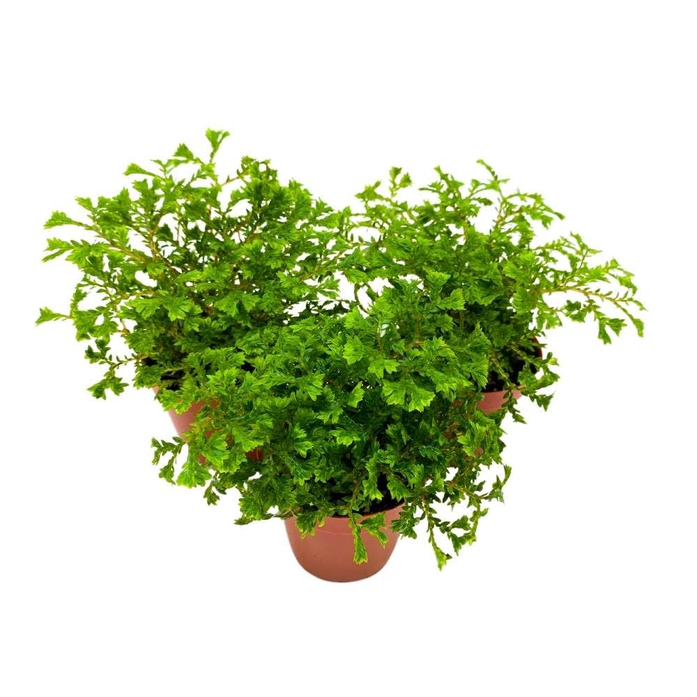 BubbleBlooms Green Club Moss Garden Selaginella 2 inch Set of 3 Selaginella kraussiana Tiny Mini Pixie Plants
