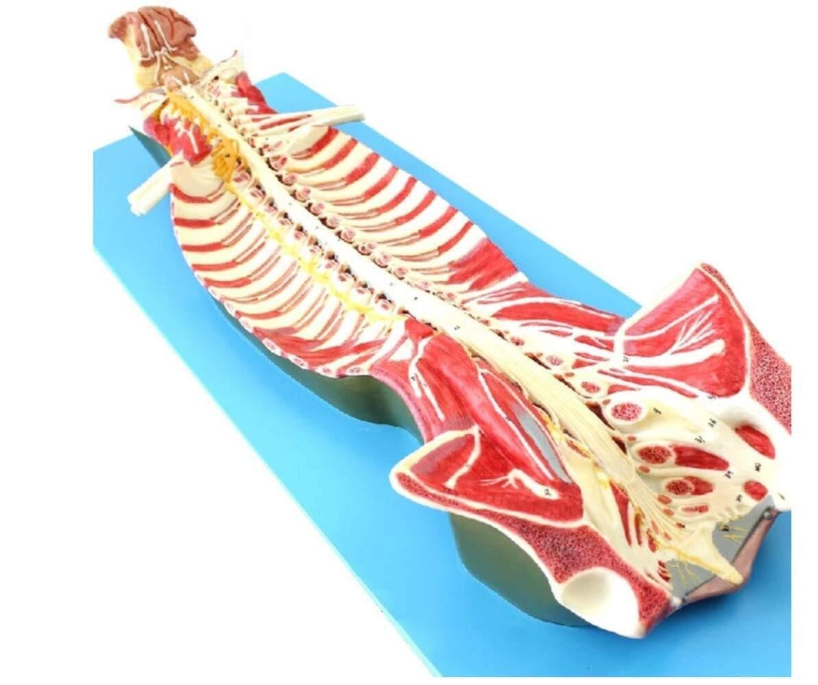 Model anatomii kręgosłupa człowieka z kanałem kręgowym i nerwami