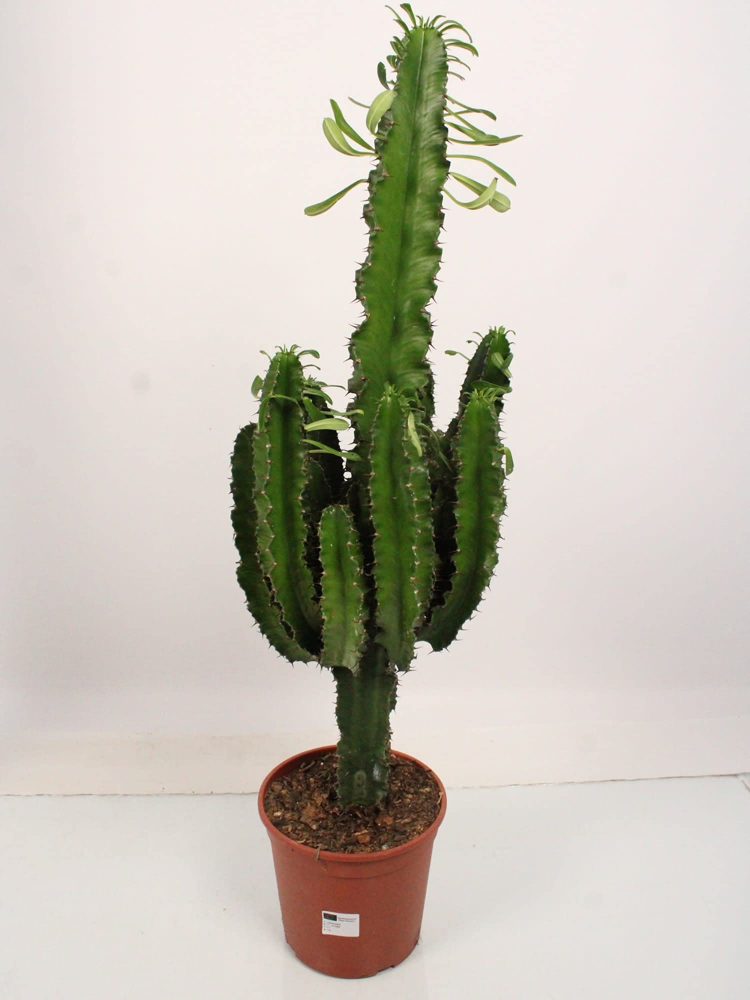 Pflegeleichter echter Kaktus: Westernkaktus (Euphorbia Ingens) -  Texas-Flair, Ideal als Mnnergeschenk, Mehrere Varianten Verfgbar :  Amazon.de: Elektro-Grogerte