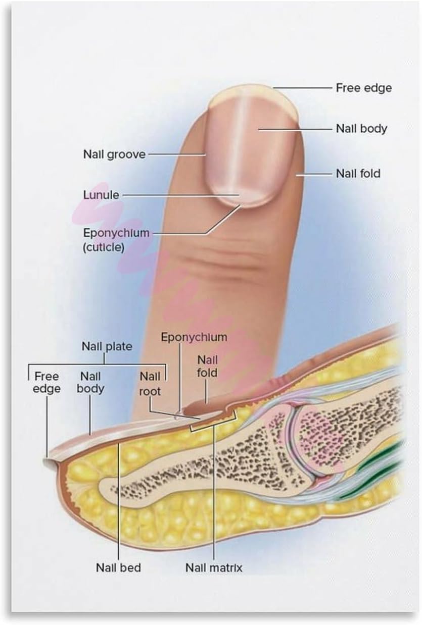 amazon-structure-of-the-fingernail-poster-nail-anatomy-diagram-2