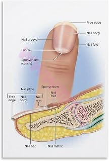 Structure of The Fingernail Poster Nail Anatomy Diagram (2) Canvas Painting Posters And Prints Wall Art for Living Room Bedroom Decor 12x18inch(30x45cm) Unframe-style