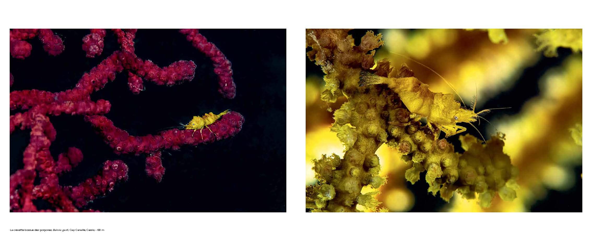 Planète Méditerranée
