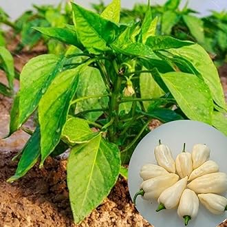 Set 2 Habanero White Pepper Live Plants in 4 Inc Pot, 90 Days Old Super Hot Pepper Chili Plant for Spring Planting