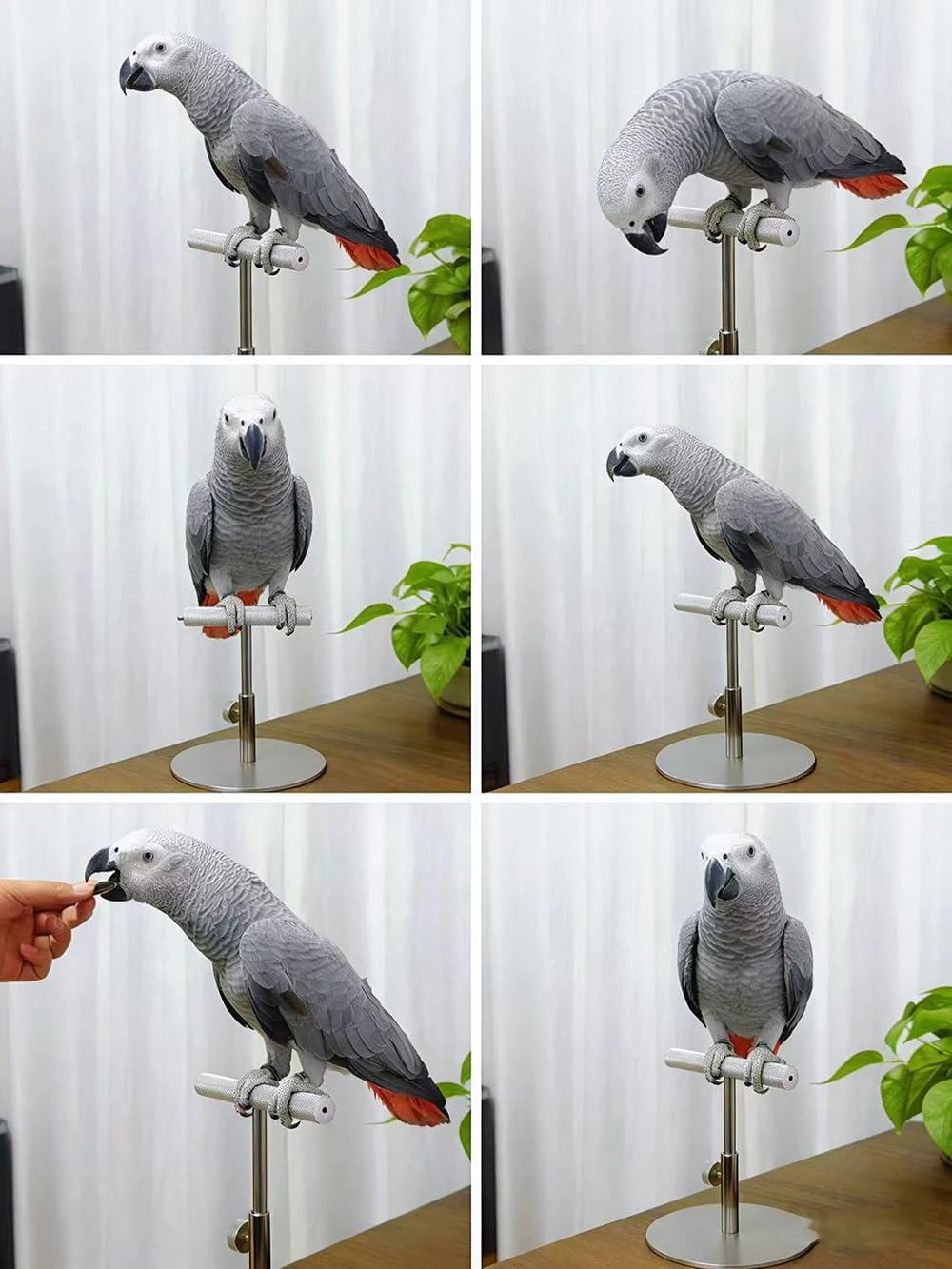 Toplionace Soporte de Escritorio para Loros, Percha de Entrenamiento Totalmente Metálica para Aves.