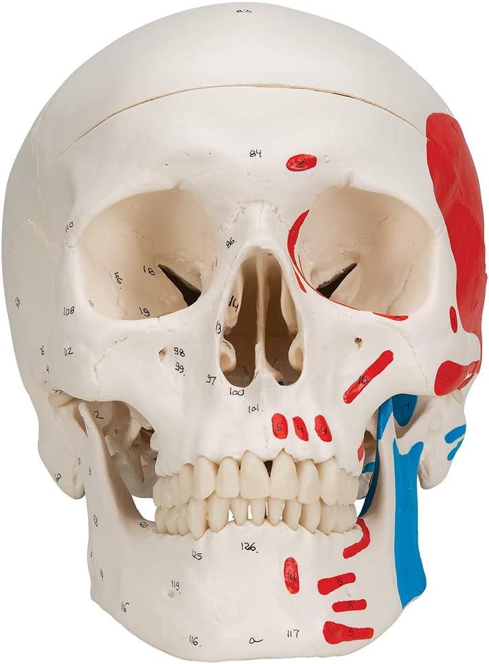 3B Scientific Classic Skull, Painted, 3-Part