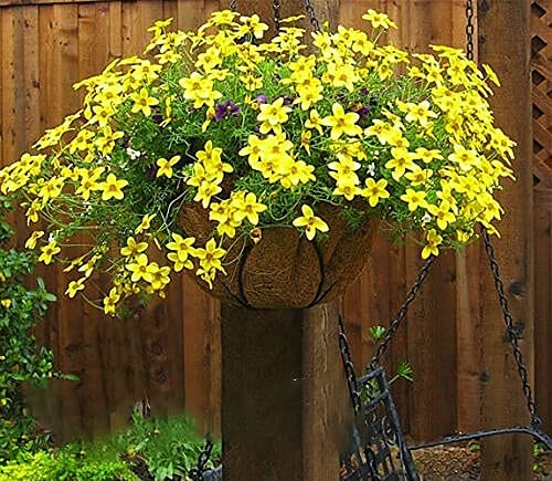Vision4ever 30 Seeds Bur Marigold - Seeds - Bidens Aurea - Arizona Beggarticks - Hanging Baskets - Bur Marigold Flower Seeds for Planting Garden Yard Patio