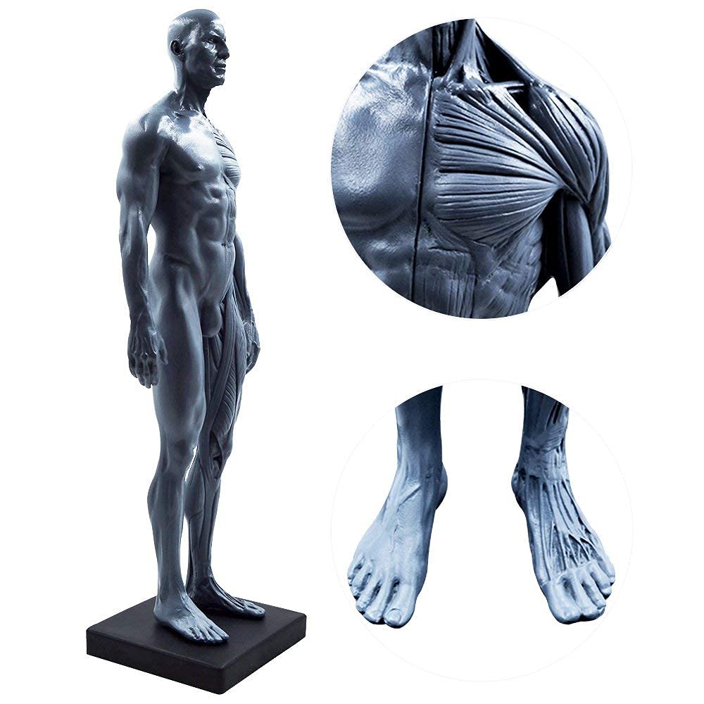 11inch Male & Female 2 Pezzi Human Anatomy Figura e la Pelle Modello Materiale di Laboratorio, anatomico di Riferimento per artisti Gray (Maschio + Femmina)